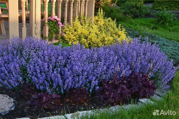 Котовник Фассена Пурсиан Блю