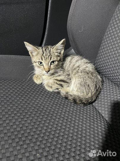 Котенок в беде