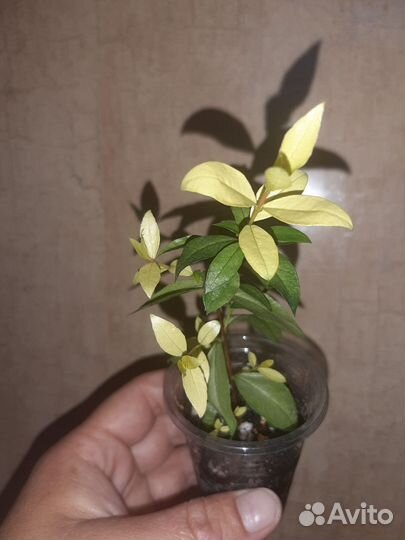 Мирт с лимонной вариегатностью