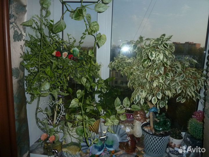 Комнатные цветы