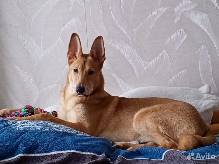 Собака в добрые руки