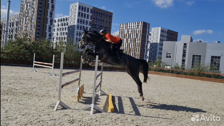 Жеребец, 2019 г.р