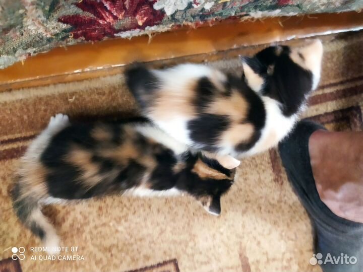 Котята: девочка и мальчик