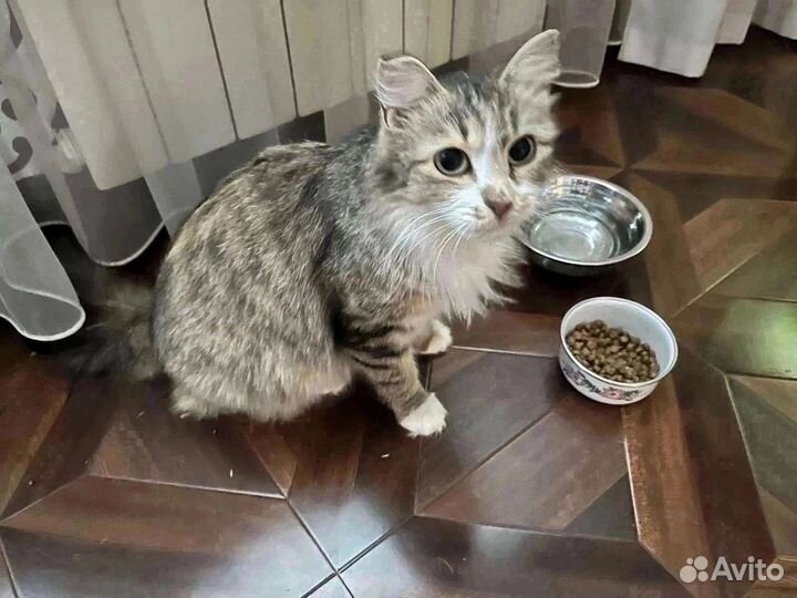 Кошечка в добрые руки