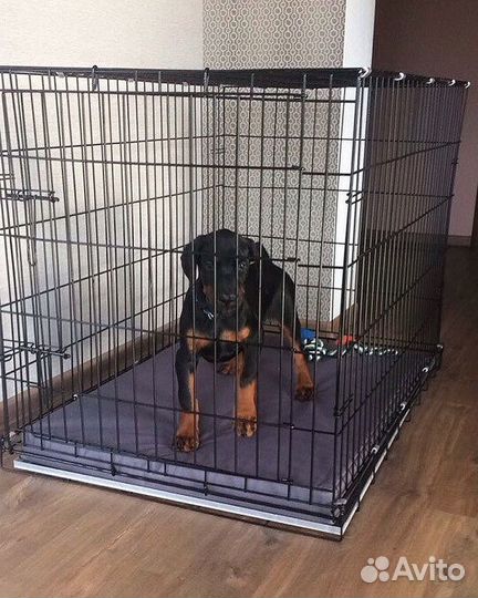 Клетка