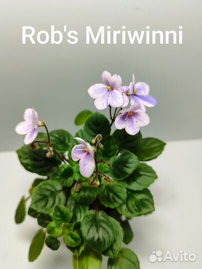 Мини фиалочки