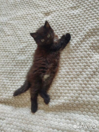 Котята