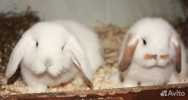 Крольчата линии NHD/Mini lop
