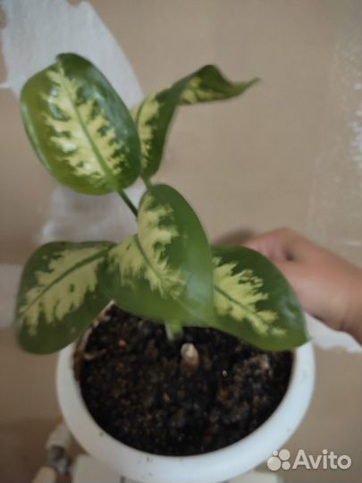 Комнатные цветы