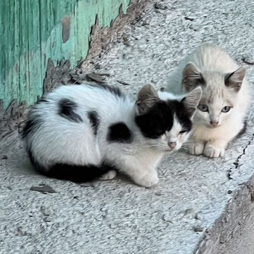 Котята в добрые руки бесплатно