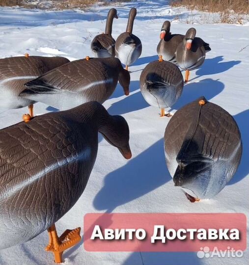 Чучела (профиля) гусей с доставкой. Новые