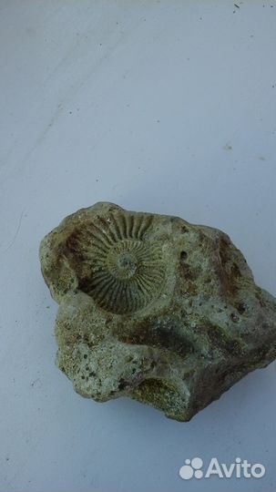 Древние артифакты,окаменелости