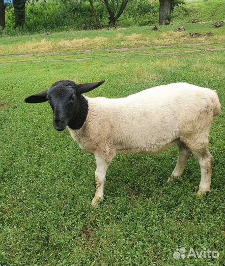 Бараны дорпер