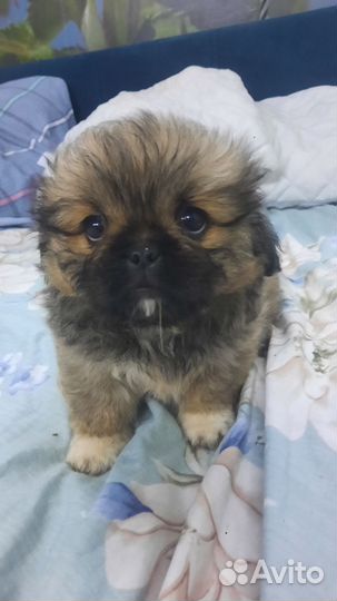 Щенки пекинеса