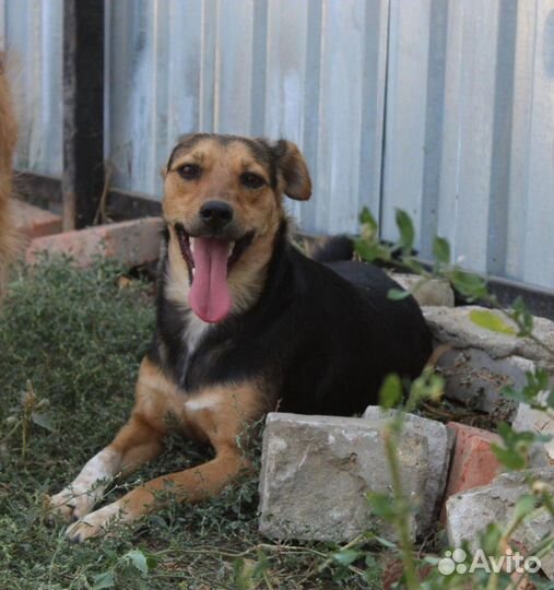 Роза в добрые руки