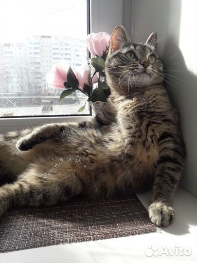 Кошка в дар бесплатно