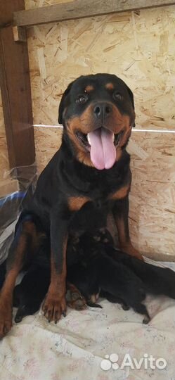Щенки ротвейлера