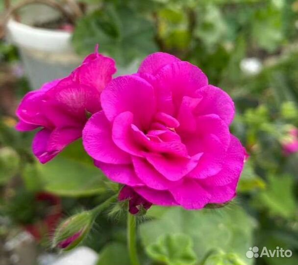 Плющелистная пеларгония