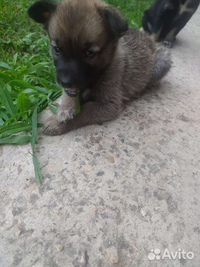 Щенки в добрые руки бесплатно