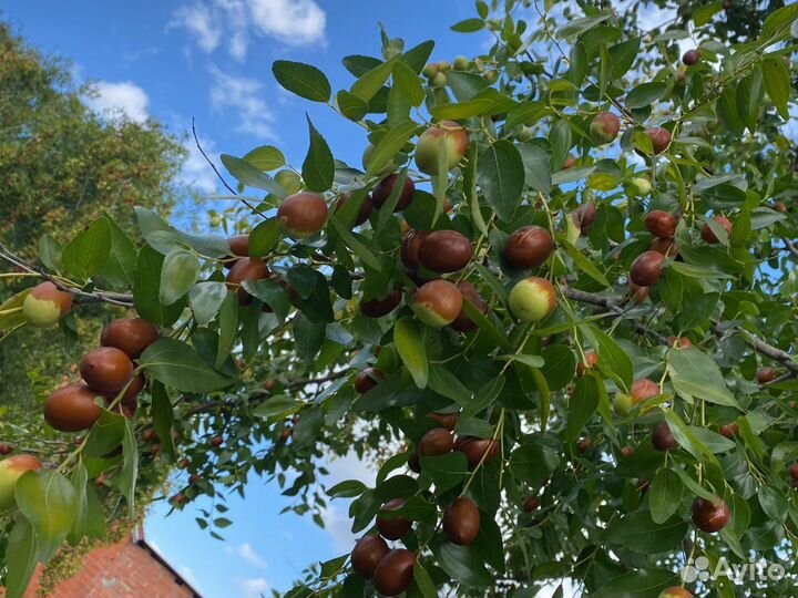 Саженцы унаби