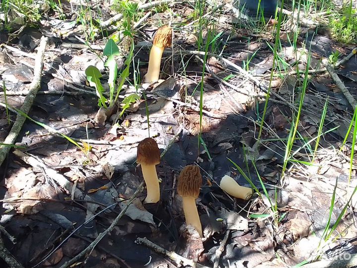 Грибы свежие строчки