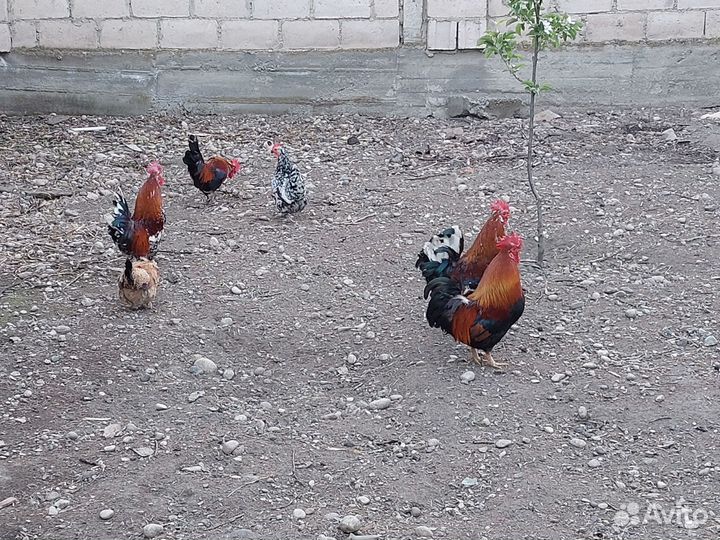 Куры петухи