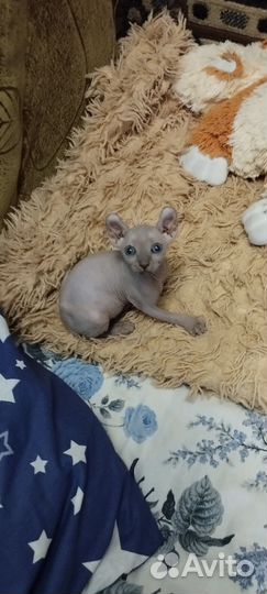 Котята Эльфы