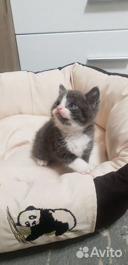 Котята британские