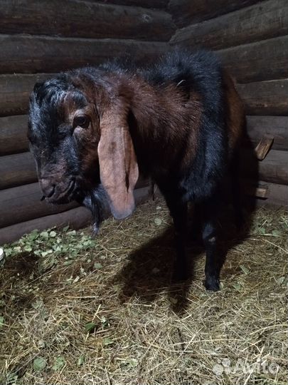 Козел на вязку