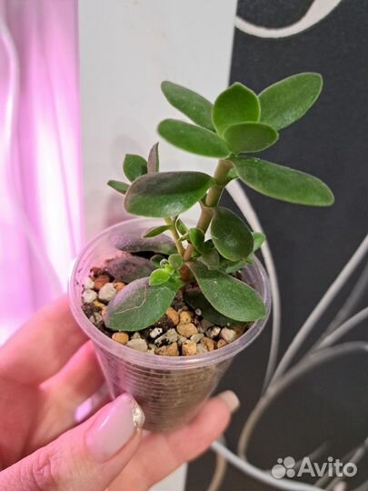 Суккуленты