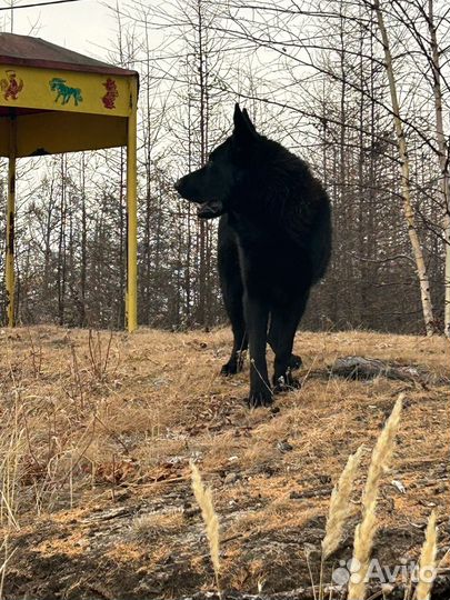 Щенки овчарки