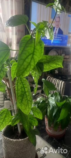 Клеродендрум