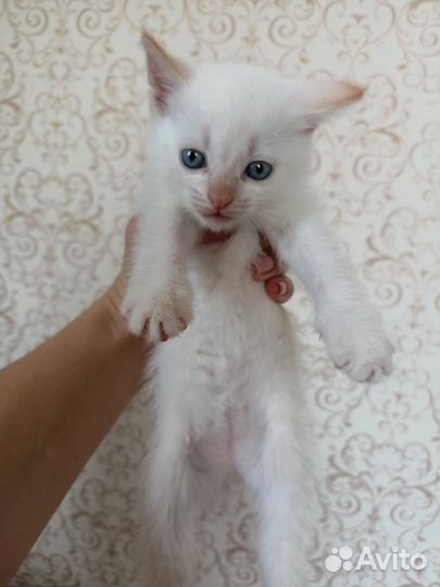 Кошки