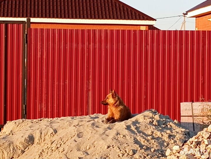 Выгул собак