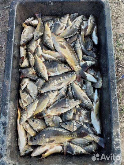 Живая рыба оптом карп