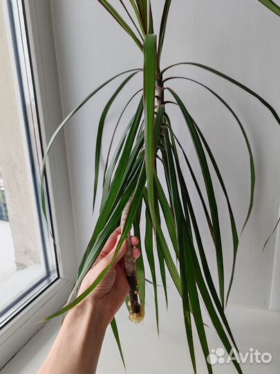 Пальма драцена росток укоренённый
