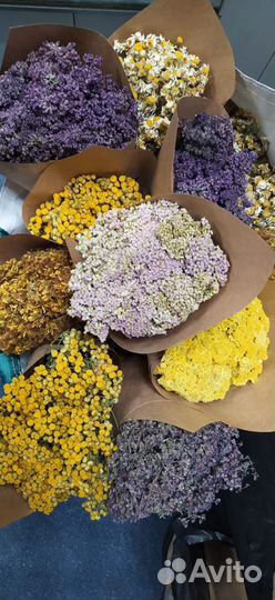 Растения Травы дикоросы