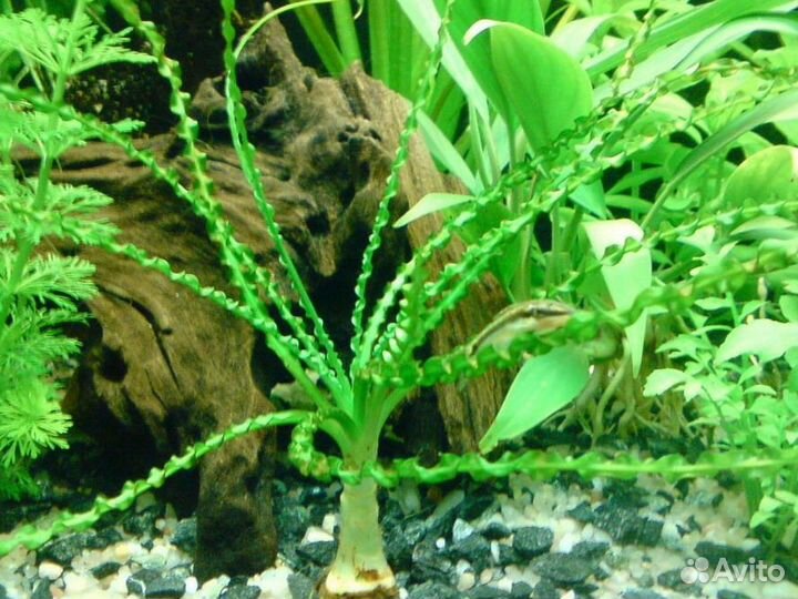 Аквариумные растения Кринум Криптокорина Вендта