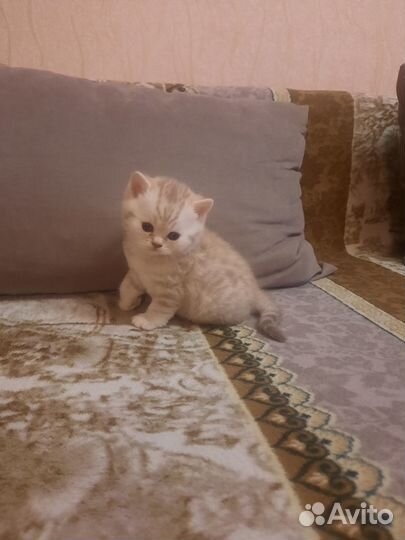 Британские котята