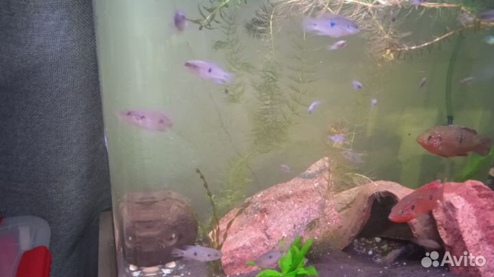 Аквариумные рыбки