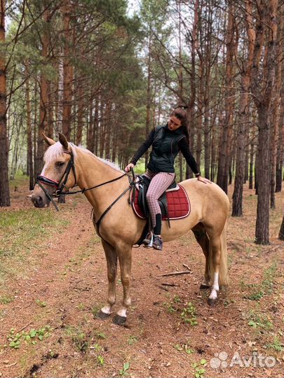 Конные прогулки Омск