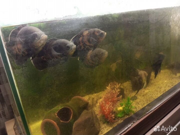 Астронотусы