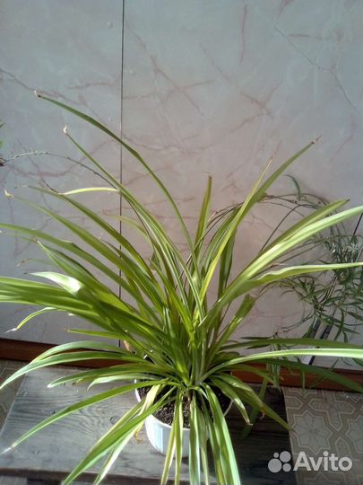 Хлорофитум