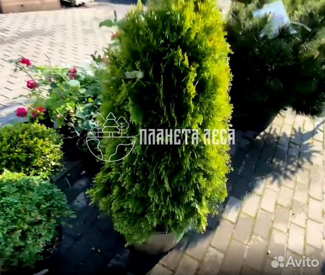 Туя западная Голден Смарагд Морозостойка