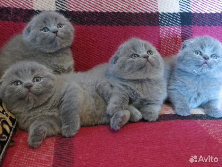 Шотландские вислоухие котята