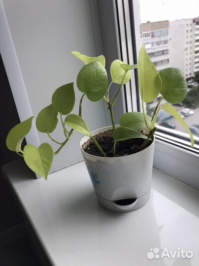 Сциндапсус неон