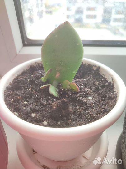 Толстянка / денежное дерево