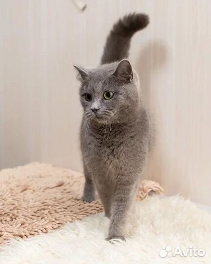 Клео ищет дом