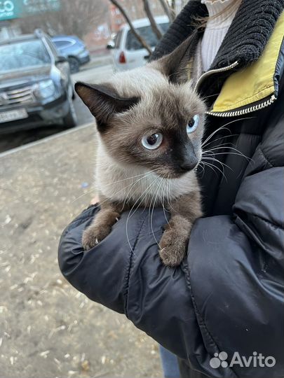 Найдена кошка