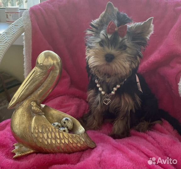 Йорики девчушки